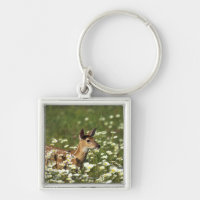 White-tailed Deer in Field of Flowers
