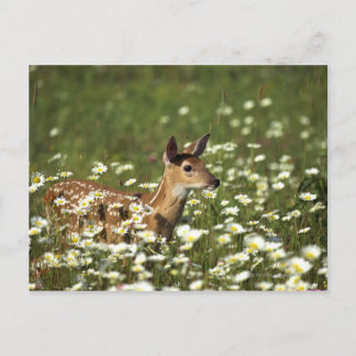White-tailed deer in field of flowers , postcard