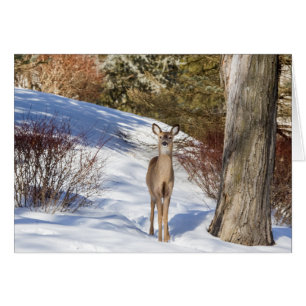 White-tailed Deer Looking At You