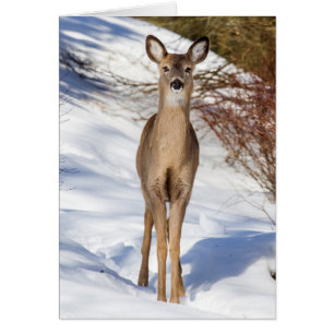 White-tailed Deer Looking At You (Close Up)