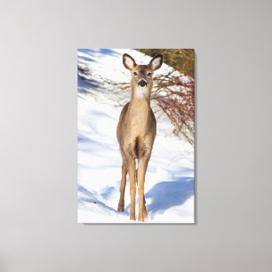 White-tailed Deer Looking At You (Close Up) Canvas Print