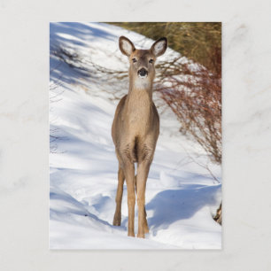 White-tailed Deer Looking At You (Close Up) Postcard