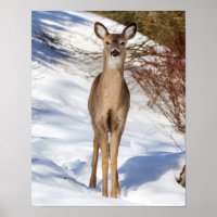 White-tailed Deer Looking At You (Close Up)