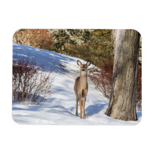 White-tailed Deer Looking At You Magnet