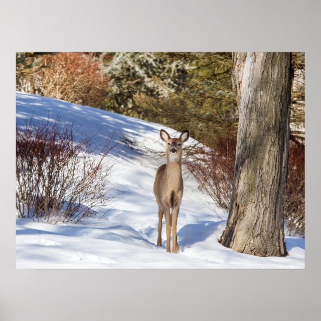 White-tailed Deer Looking At You Poster (Front)