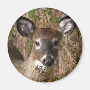 White-tailed Deer Magnet