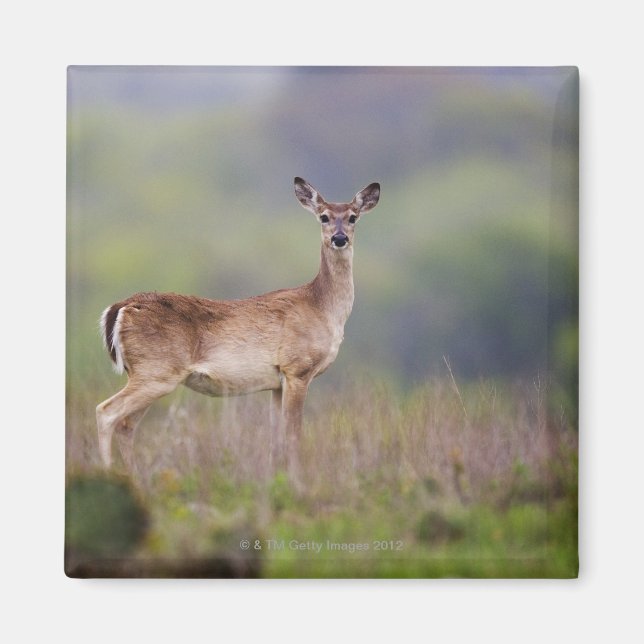 White-Tailed Deer Magnet (Front)