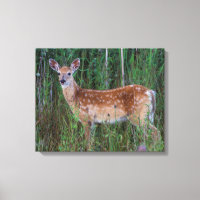 White-tailed Deer | National Bison Range Montana