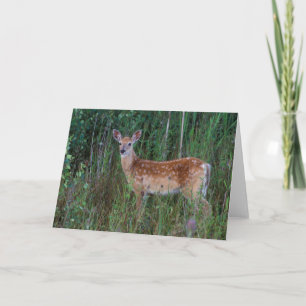 White-tailed Deer National Bison Range Montana Card