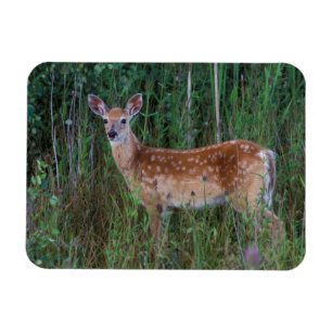 White-tailed Deer National Bison Range Montana Magnet