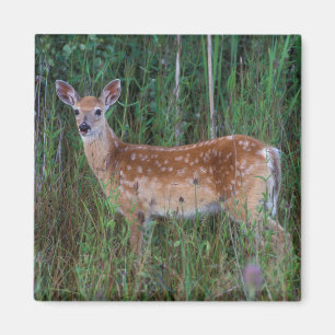 White-tailed Deer National Bison Range Montana Magnet
