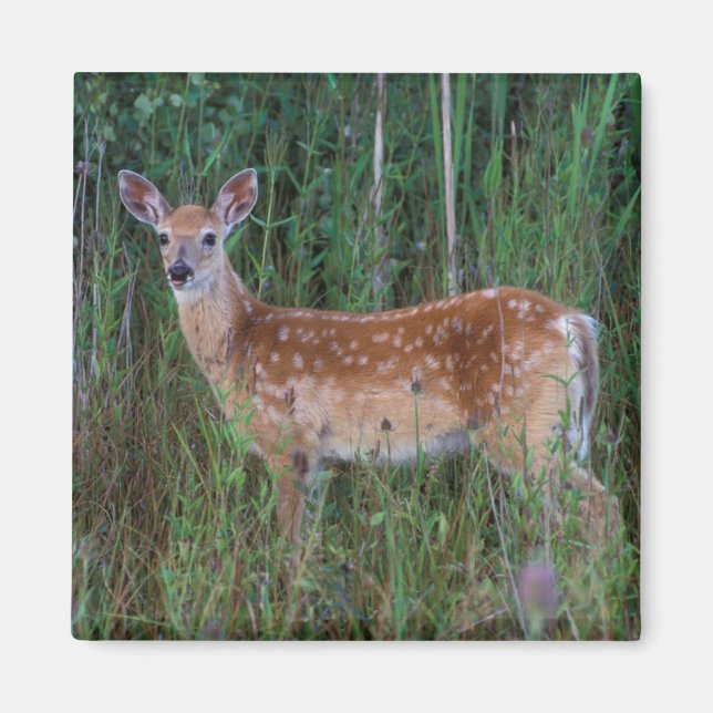 White-tailed Deer | National Bison Range Montana Magnet (Front)