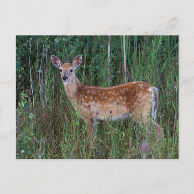 White-tailed Deer | National Bison Range Montana Postcard (Front)