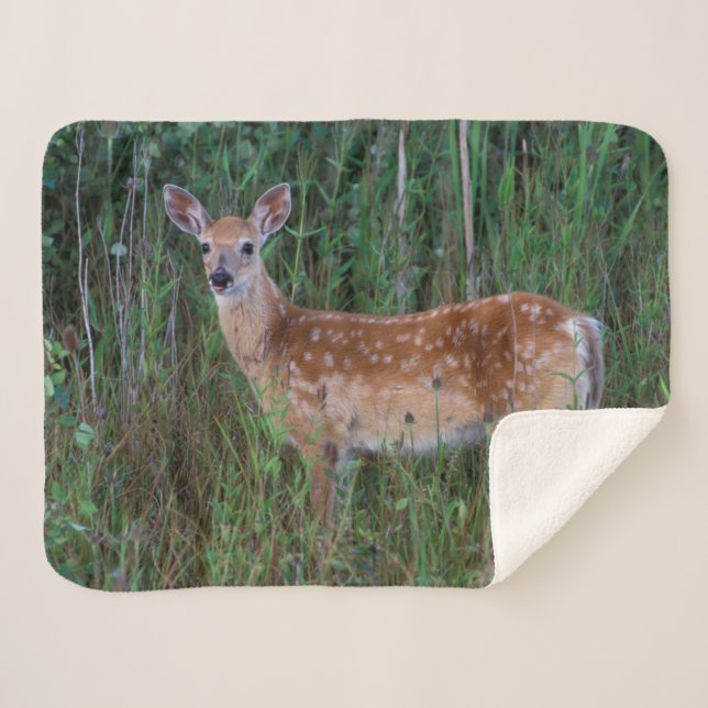 White-tailed Deer | National Bison Range Montana Sherpa Blanket (Front (Horizontal))