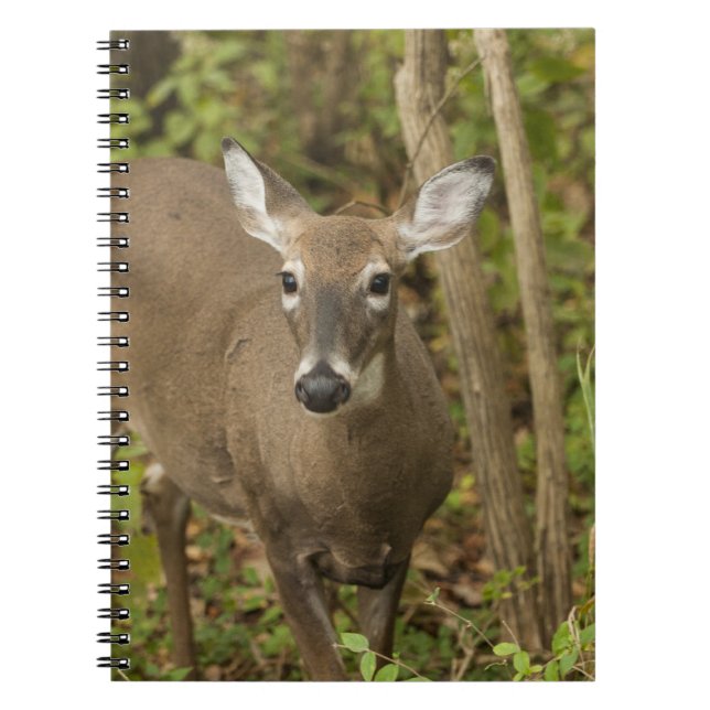 White Tailed Deer Notebook (Front)