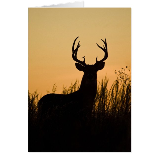 white-tailed deer Odocoileus virginianus) (Front)