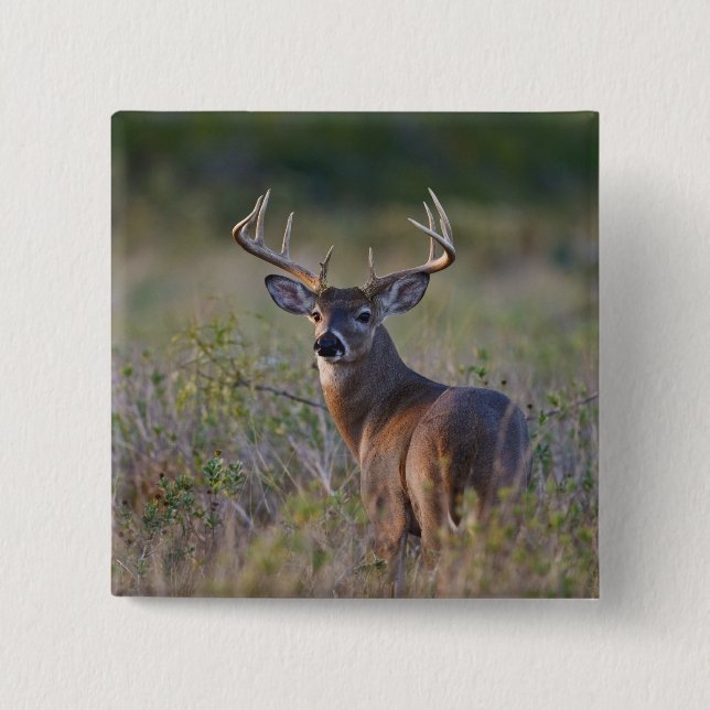white-tailed deer Odocoileus virginianus 15 Cm Square Badge (Front)