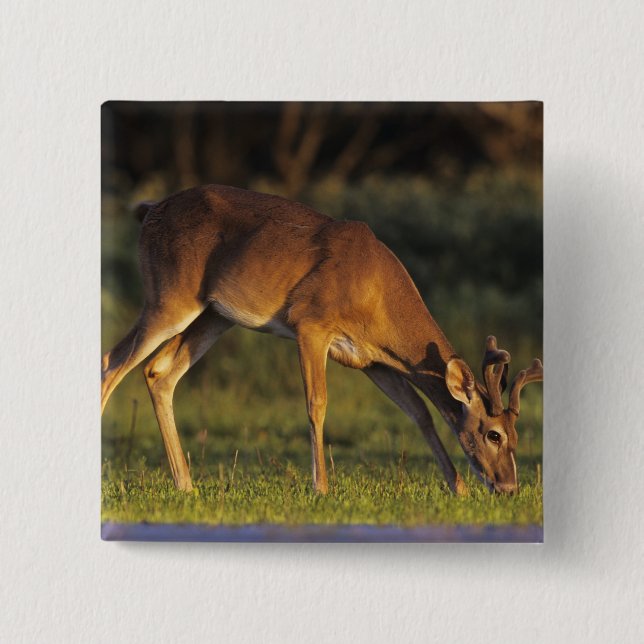 White-tailed Deer, Odocoileus virginianus 15 Cm Square Badge (Front)
