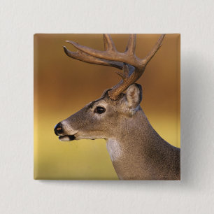 White-tailed Deer, Odocoileus virginianus, 15 Cm Square Badge