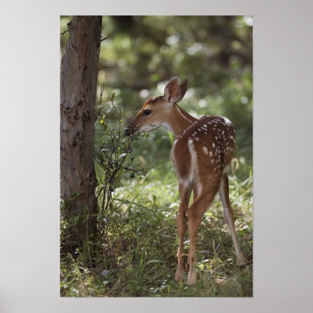White-tailed Deer, Odocoileus virginianus, 2 Poster (Front)