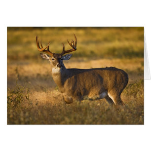 White-tailed Deer (Odocoileus virginianus) adult