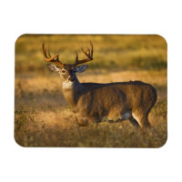 White-tailed Deer (Odocoileus virginianus) adult