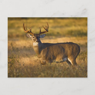 White-tailed Deer (Odocoileus virginianus) adult Postcard