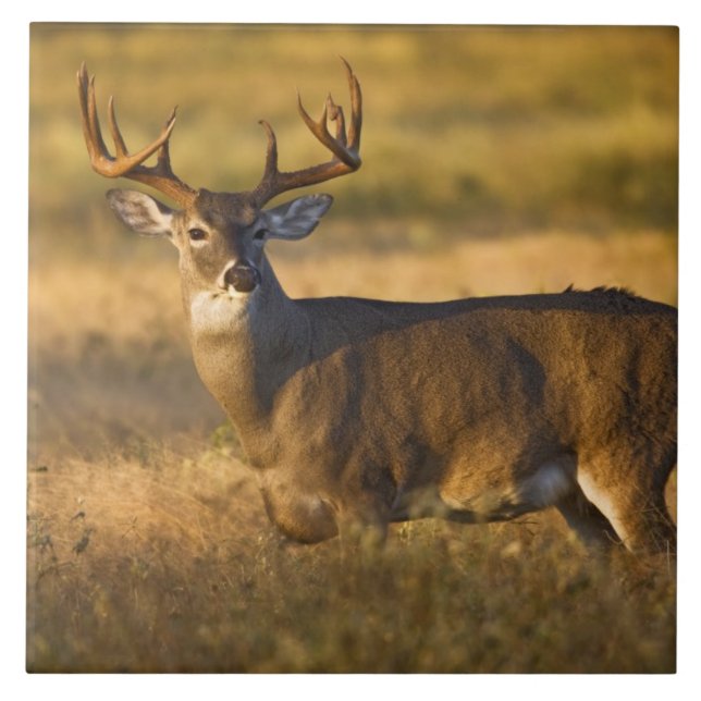 White-tailed Deer (Odocoileus virginianus) adult Tile (Front)