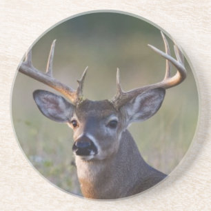 white-tailed deer Odocoileus virginianus Coaster