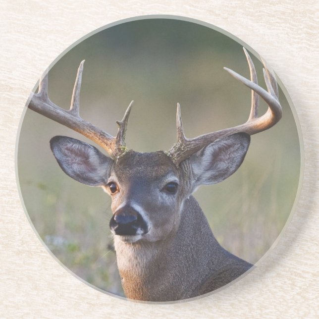 white-tailed deer Odocoileus virginianus Coaster (Front)