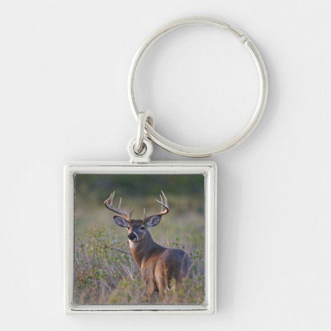white-tailed deer Odocoileus virginianus Key Ring (Front)