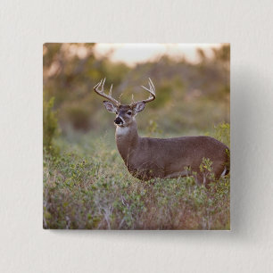 white-tailed deer (Odocoileus virginianus) male 2 15 Cm Square Badge