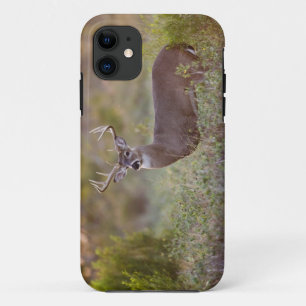 white-tailed deer (Odocoileus virginianus) male 2 Case-Mate iPhone Case
