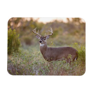 white-tailed deer (Odocoileus virginianus) male 2 Magnet