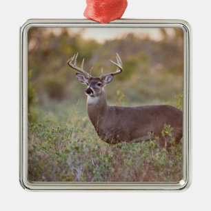 white-tailed deer (Odocoileus virginianus) male 2 Metal Tree Decoration