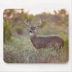 white-tailed deer (Odocoileus virginianus) male 2 Mouse Pad