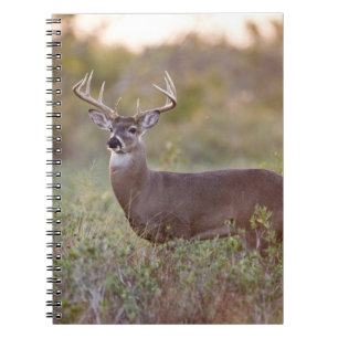 white-tailed deer (Odocoileus virginianus) male 2 Spiral Notebook