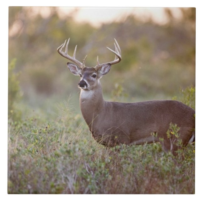 white-tailed deer (Odocoileus virginianus) male 2 Tile (Front)