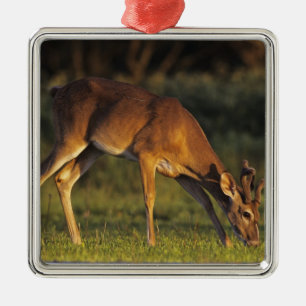 White-tailed Deer, Odocoileus virginianus Metal Tree Decoration