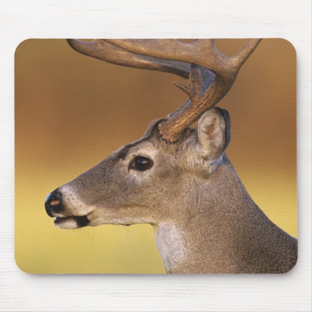 White-tailed Deer, Odocoileus virginianus, Mouse Pad (Front)