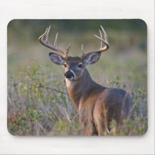 white-tailed deer Odocoileus virginianus Mouse Pad