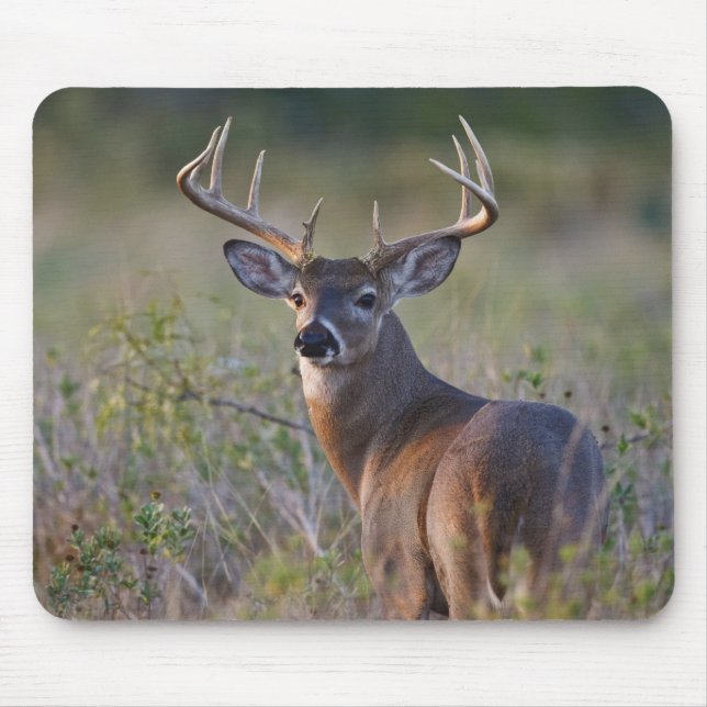 white-tailed deer Odocoileus virginianus Mouse Pad (Front)