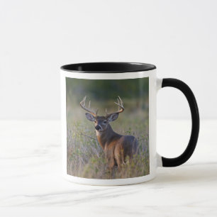 white-tailed deer Odocoileus virginianus Mug