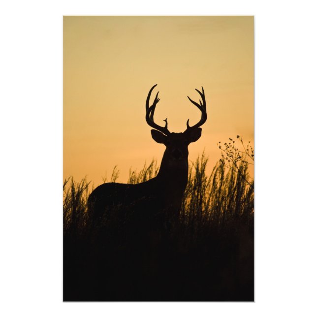 white-tailed deer Odocoileus virginianus) Photo Print (Front)