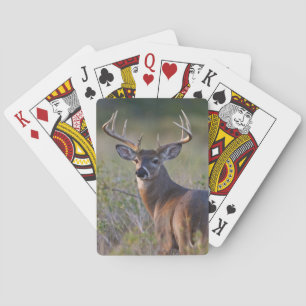 white-tailed deer Odocoileus virginianus Playing Cards