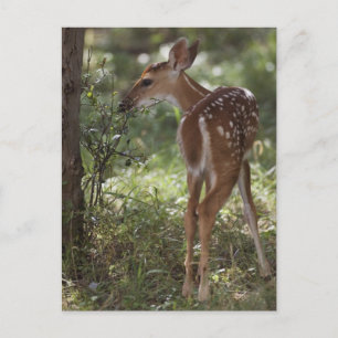 White-tailed Deer, Odocoileus virginianus Postcard