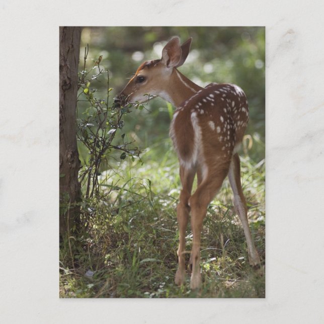 White-tailed Deer, Odocoileus virginianus Postcard (Front)