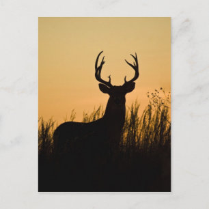 white-tailed deer Odocoileus virginianus) Postcard