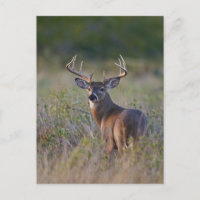 white-tailed deer Odocoileus virginianus