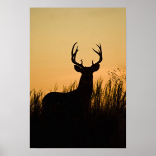 white-tailed deer Odocoileus virginianus) Poster